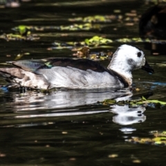 Nettapus coromandelianus (Cotton Pygmy-Goose) at Bundaberg East, QLD - 18 Jul 2024 by Petesteamer