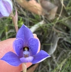 Thelymitra ixioides at Moollattoo, NSW - 6 Sep 2024 by lbradley