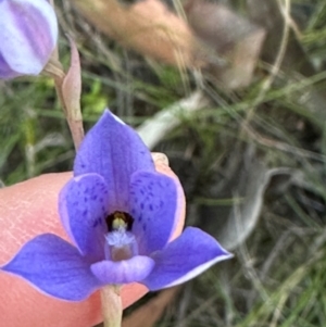 Thelymitra ixioides at Moollattoo, NSW - suppressed