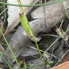 Thelymitra ixioides at Moollattoo, NSW - suppressed