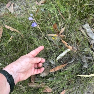 Thelymitra ixioides at Moollattoo, NSW - suppressed