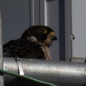 Falco peregrinus at Bundaberg East, QLD - 18 Jul 2024