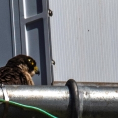 Falco peregrinus at Bundaberg East, QLD - 18 Jul 2024