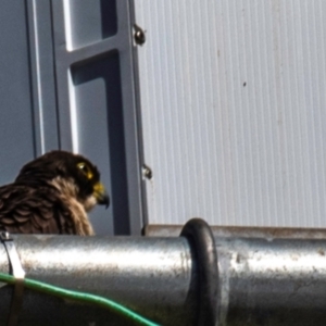 Falco peregrinus at Bundaberg East, QLD - 18 Jul 2024