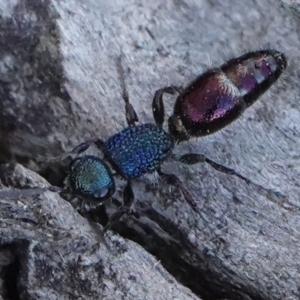 Aglaotilla sp. (genus) at Hall, ACT - 6 Sep 2024