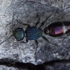 Aglaotilla sp. (genus) at Hall, ACT - 6 Sep 2024