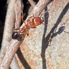 Podomyrma gratiosa at Bruce, ACT - 6 Sep 2024