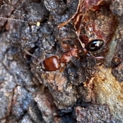 Podomyrma gratiosa at Bruce, ACT - 6 Sep 2024