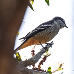 Lalage leucomela at Bundaberg South, QLD - 18 Jul 2024