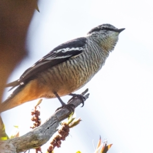 Lalage leucomela at Bundaberg South, QLD - 18 Jul 2024