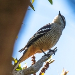 Lalage leucomela at Bundaberg South, QLD - 18 Jul 2024