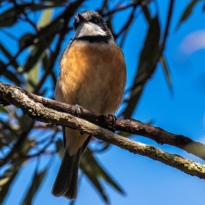 Pachycephala rufiventris at Bundaberg East, QLD - 18 Jul 2024