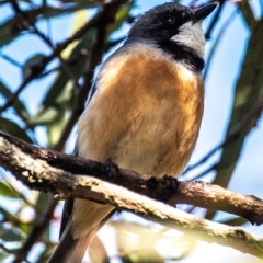 Pachycephala rufiventris at Bundaberg East, QLD - 18 Jul 2024