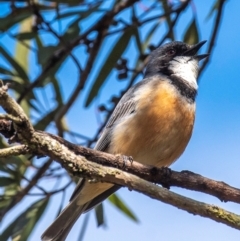 Pachycephala rufiventris at Bundaberg East, QLD - 18 Jul 2024