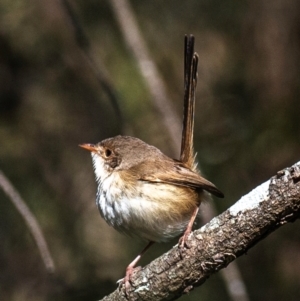 Malurus melanocephalus at Kepnock, QLD - 18 Jul 2024