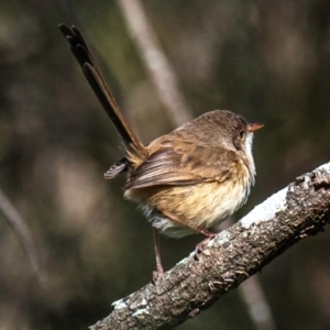 Malurus melanocephalus at Kepnock, QLD - 18 Jul 2024