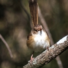 Malurus melanocephalus at Kepnock, QLD - 18 Jul 2024