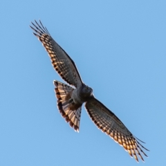 Aviceda subcristata (Pacific Baza) at Bundaberg East, QLD - 18 Jul 2024 by Petesteamer