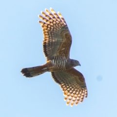 Aviceda subcristata at Bundaberg East, QLD - 18 Jul 2024