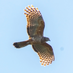 Aviceda subcristata at Bundaberg East, QLD - 18 Jul 2024