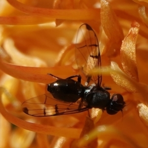 Platystomatidae (family) at Hall, ACT - 5 Sep 2024