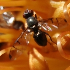 Platystomatidae (family) at Hall, ACT - 5 Sep 2024