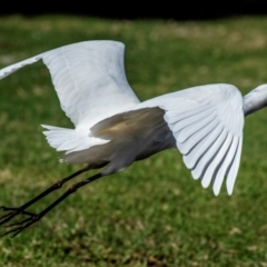 Ardea plumifera (Plumed Egret) at Bundaberg South, QLD - 18 Jul 2024 by Petesteamer