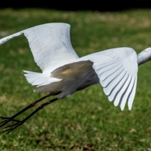 Ardea plumifera at Bundaberg South, QLD - 18 Jul 2024