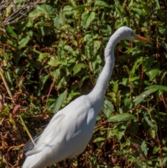 Ardea plumifera at Bundaberg South, QLD - 18 Jul 2024