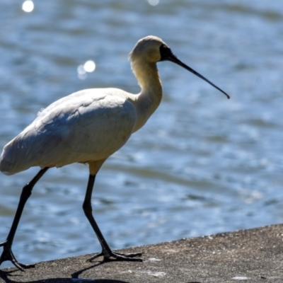 Platalea regia (Royal Spoonbill) at Bundaberg South, QLD - 18 Jul 2024 by Petesteamer