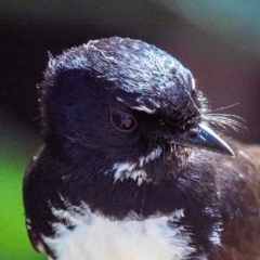 Rhipidura leucophrys (Willie Wagtail) at Bundaberg East, QLD - 18 Jul 2024 by Petesteamer