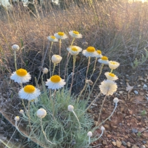 Leucochrysum albicans subsp. tricolor at Crestwood, NSW - 6 Sep 2024