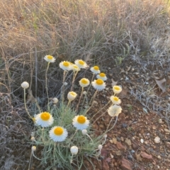 Leucochrysum albicans subsp. tricolor at Crestwood, NSW - 6 Sep 2024