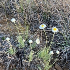 Leucochrysum albicans subsp. tricolor at Crestwood, NSW - 6 Sep 2024