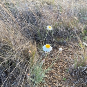 Leucochrysum albicans subsp. tricolor at Crestwood, NSW - 6 Sep 2024