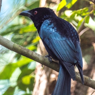 Dicrurus bracteatus (Spangled Drongo) at Bundaberg East, QLD - 18 Jul 2024 by Petesteamer