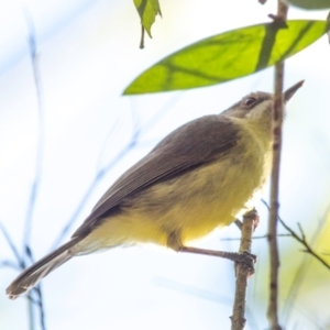 Gerygone palpebrosa at Bundaberg East, QLD - 18 Jul 2024