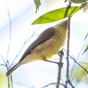 Gerygone palpebrosa at Bundaberg East, QLD - 18 Jul 2024