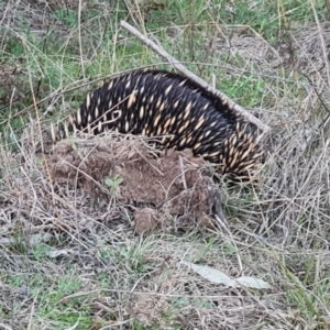 Tachyglossus aculeatus at Isaacs, ACT - 6 Sep 2024