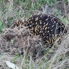 Tachyglossus aculeatus at Isaacs, ACT - 6 Sep 2024