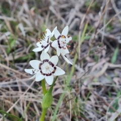 Wurmbea dioica subsp. dioica (Early Nancy) at Isaacs, ACT - 6 Sep 2024 by Mike