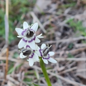 Wurmbea dioica subsp. dioica at Isaacs, ACT - 6 Sep 2024