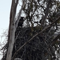 Aquila audax (Wedge-tailed Eagle) at Isaacs, ACT - 6 Sep 2024 by Mike