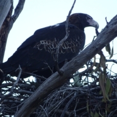 Aquila audax at Isaacs, ACT - 6 Sep 2024