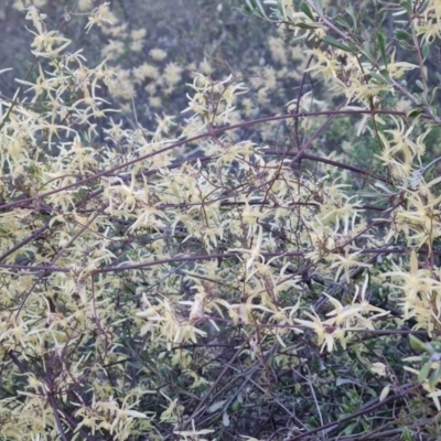 Clematis leptophylla (Small-leaf Clematis, Old Man's Beard) at Isaacs, ACT - 6 Sep 2024 by Mike