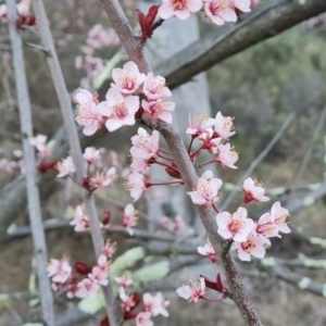 Prunus cerasifera at Isaacs, ACT - 6 Sep 2024 04:43 PM