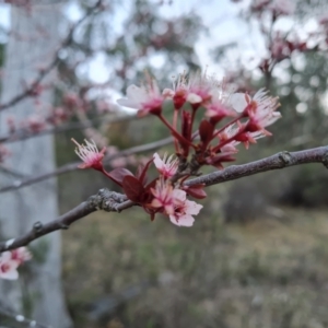 Prunus cerasifera at Isaacs, ACT - 6 Sep 2024 04:43 PM