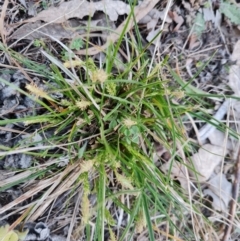 Carex breviculmis (Short-Stem Sedge) at Isaacs, ACT - 6 Sep 2024 by Mike