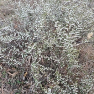 Styphelia fletcheri subsp. brevisepala at Isaacs, ACT - 6 Sep 2024