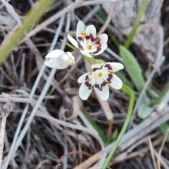 Wurmbea dioica subsp. dioica (Early Nancy) at Isaacs, ACT - 6 Sep 2024 by Mike